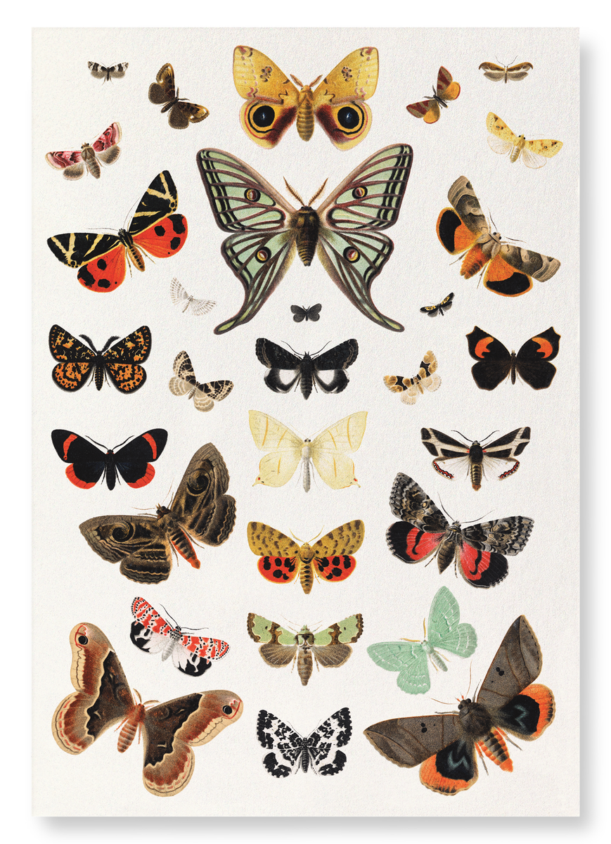 BUTTERFLY AND MOTH (1894) — Ezen Designs