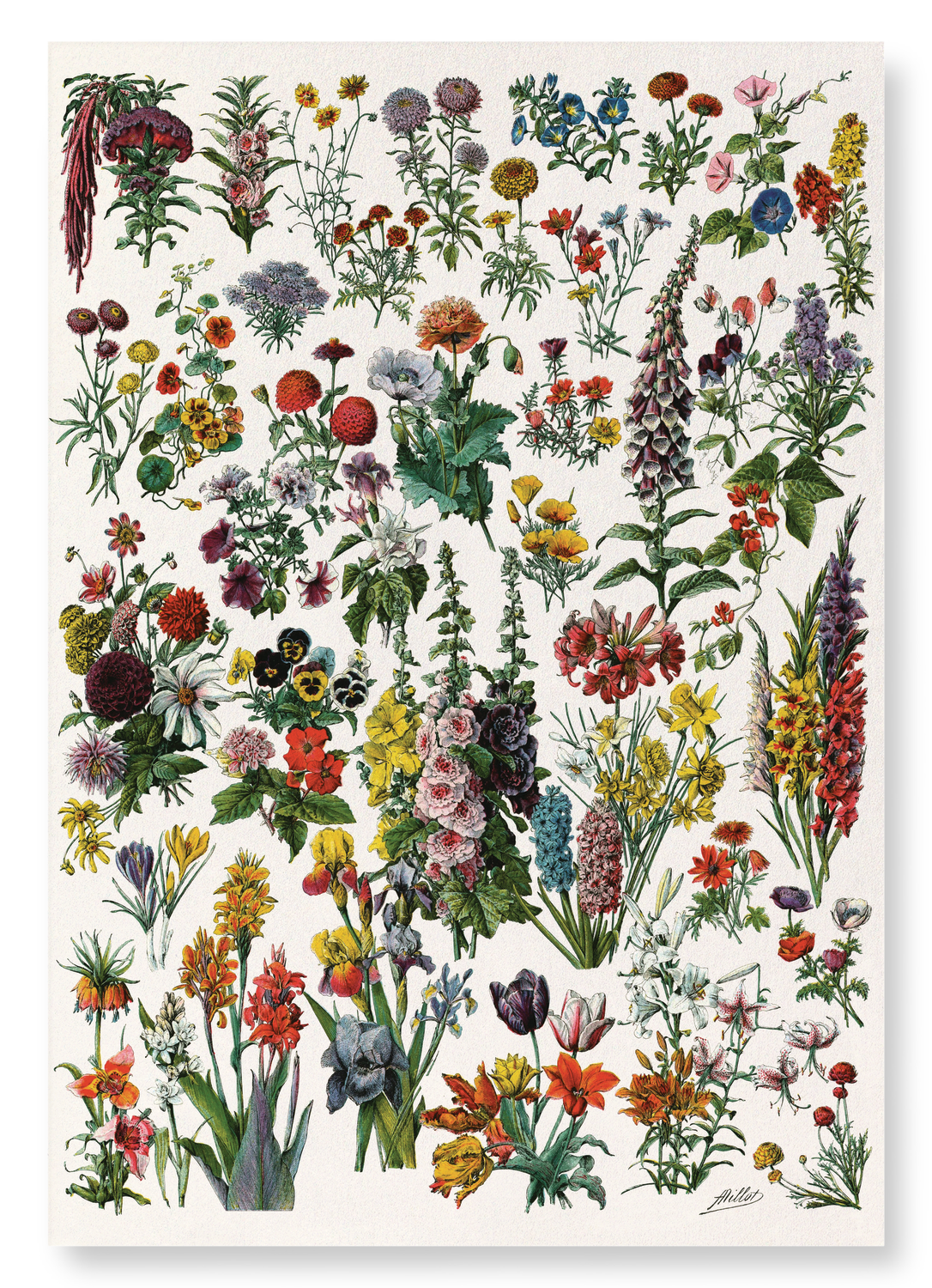 ILLUSTRATION OF FLOWERS - A (C.1900)
