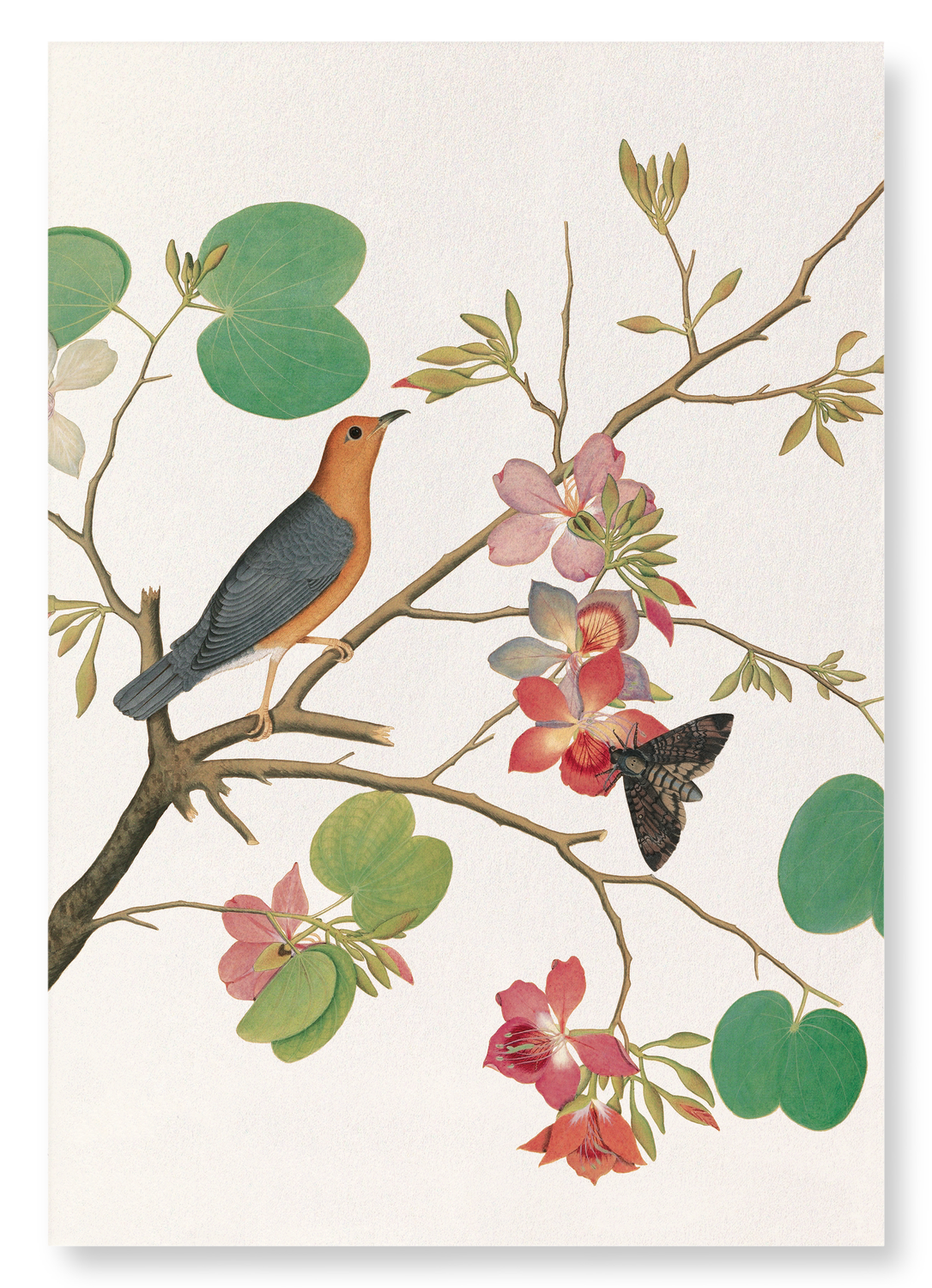 ORANGE BIRD ON ORCHID BRANCH (1778)