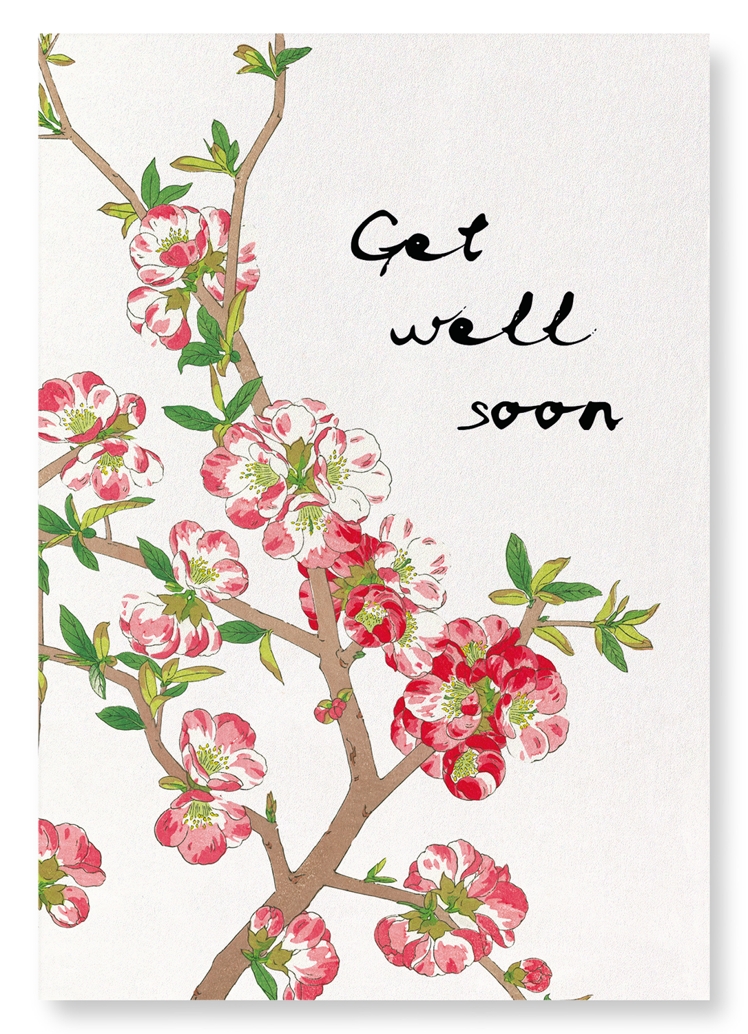 GET WELL SOON QUINCE FLOWERS