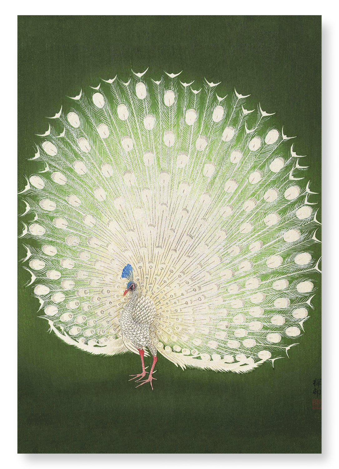 WHITE PEACOCK