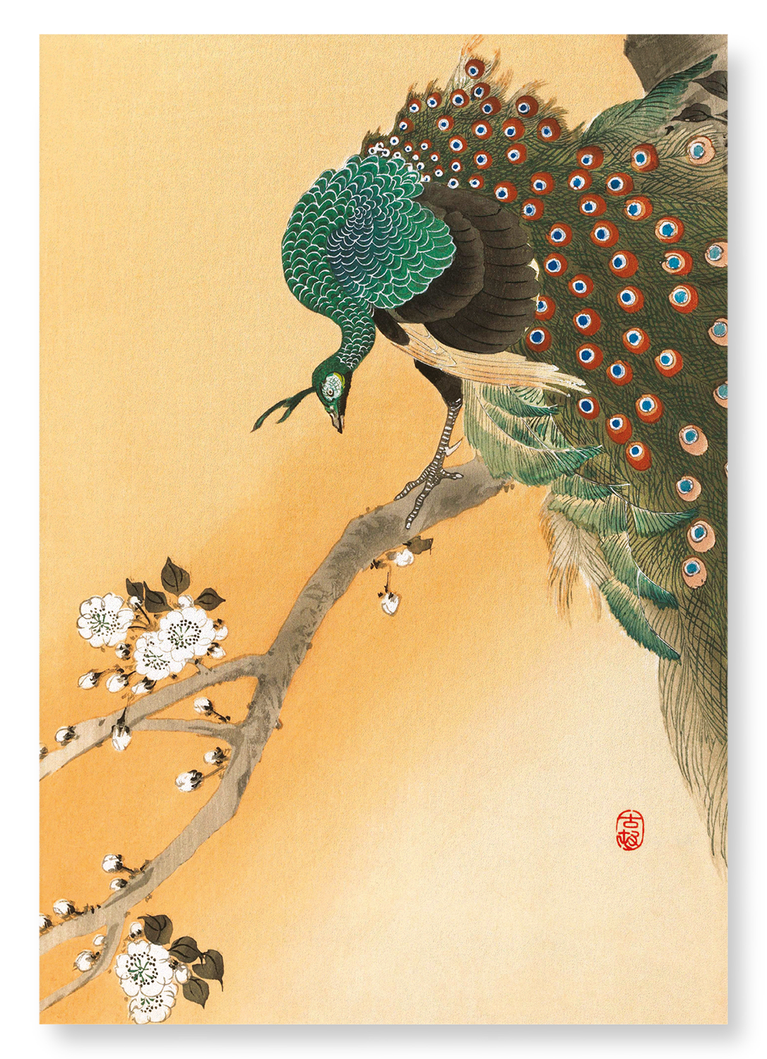 PEACOCK ON CHERRY BLOSSOMS