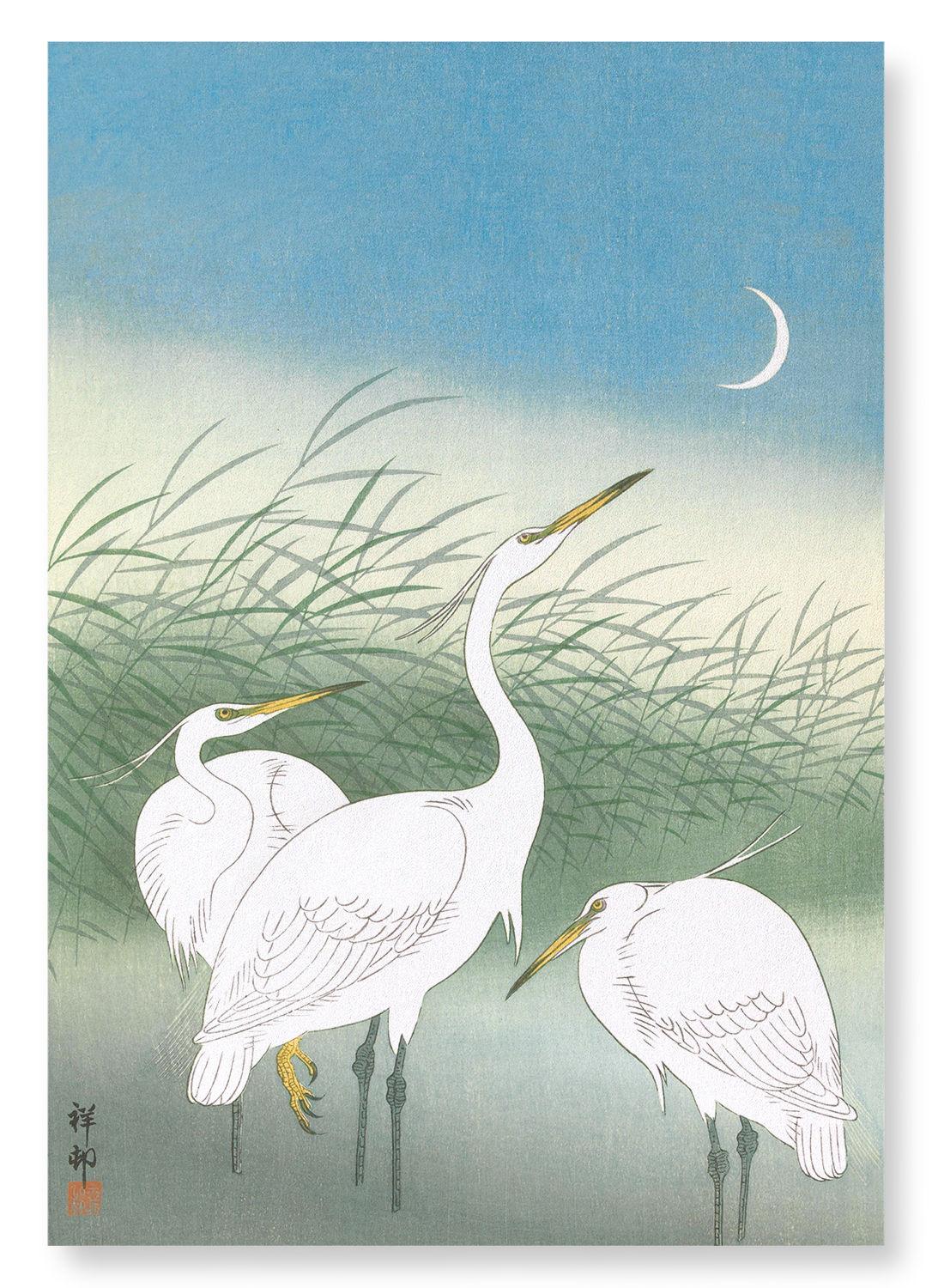 HERONS IN SHALLOW WATER