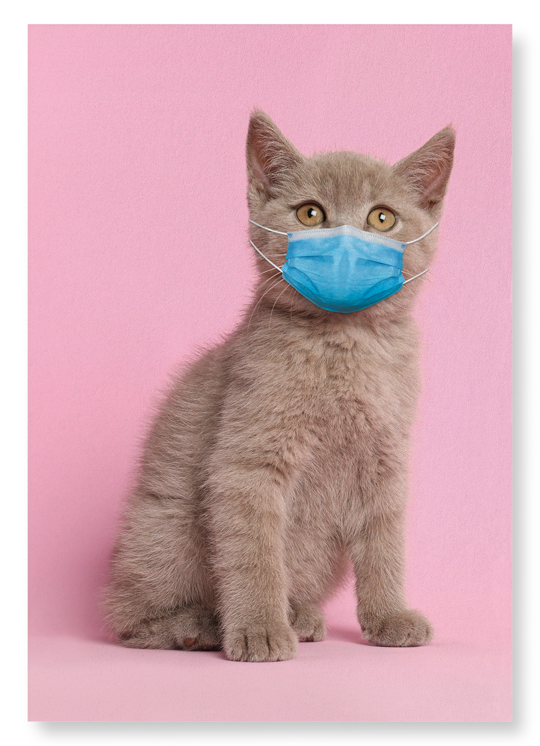 KITTEN WITH MASK
