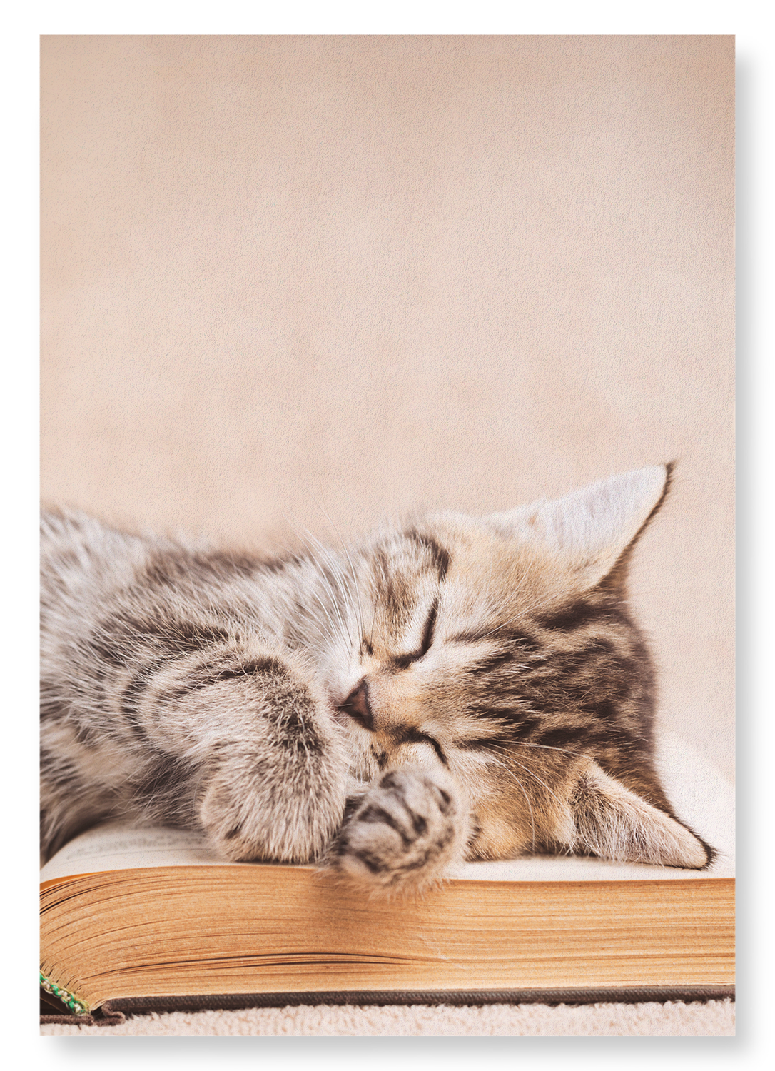 KITTEN SLEEPING ON A BOOK