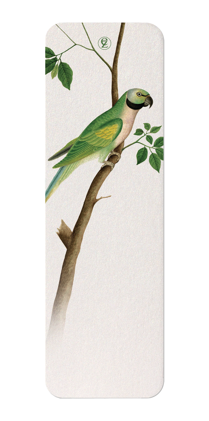 GREEN PARROT (C.1820)