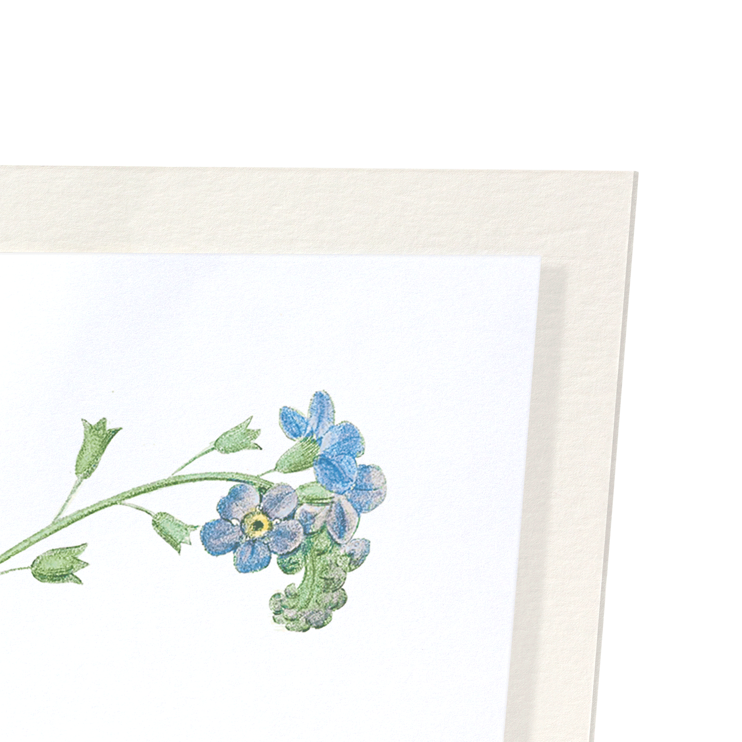 FORGET ME NOT FLOWER