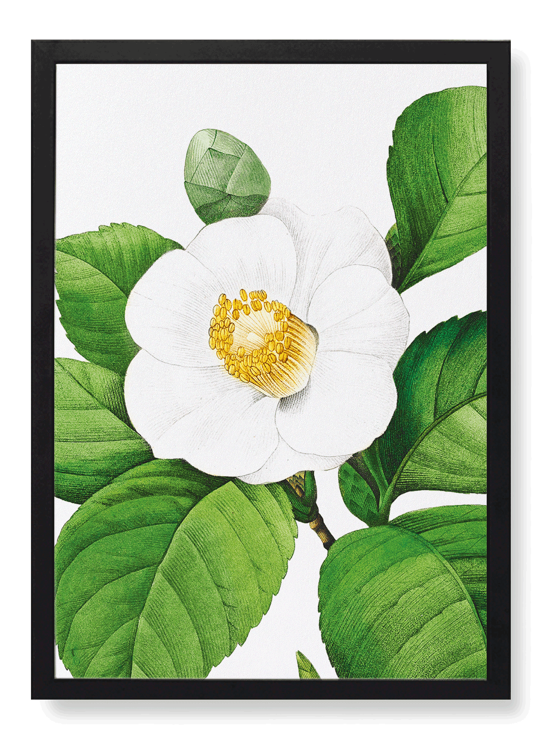 JAPANESE CAMELLIA — Ezen Designs JAPANESE CAMELLIA — Ezen Designs