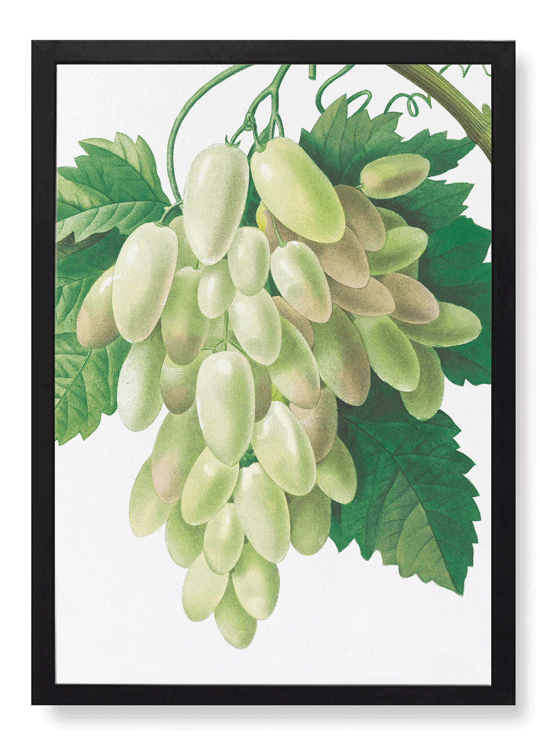 GRAPES AND VINE LEAVES