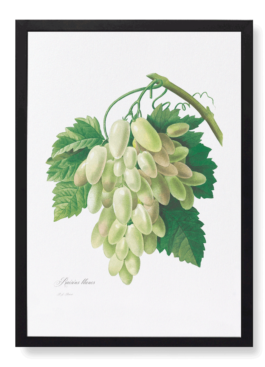 GRAPES AND VINE LEAVES