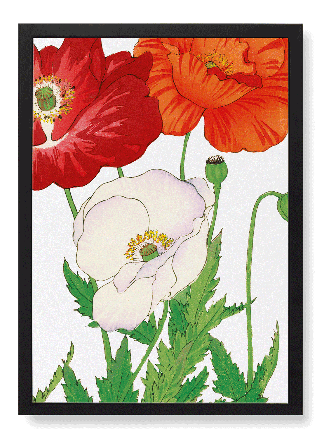 THREE POPPIES