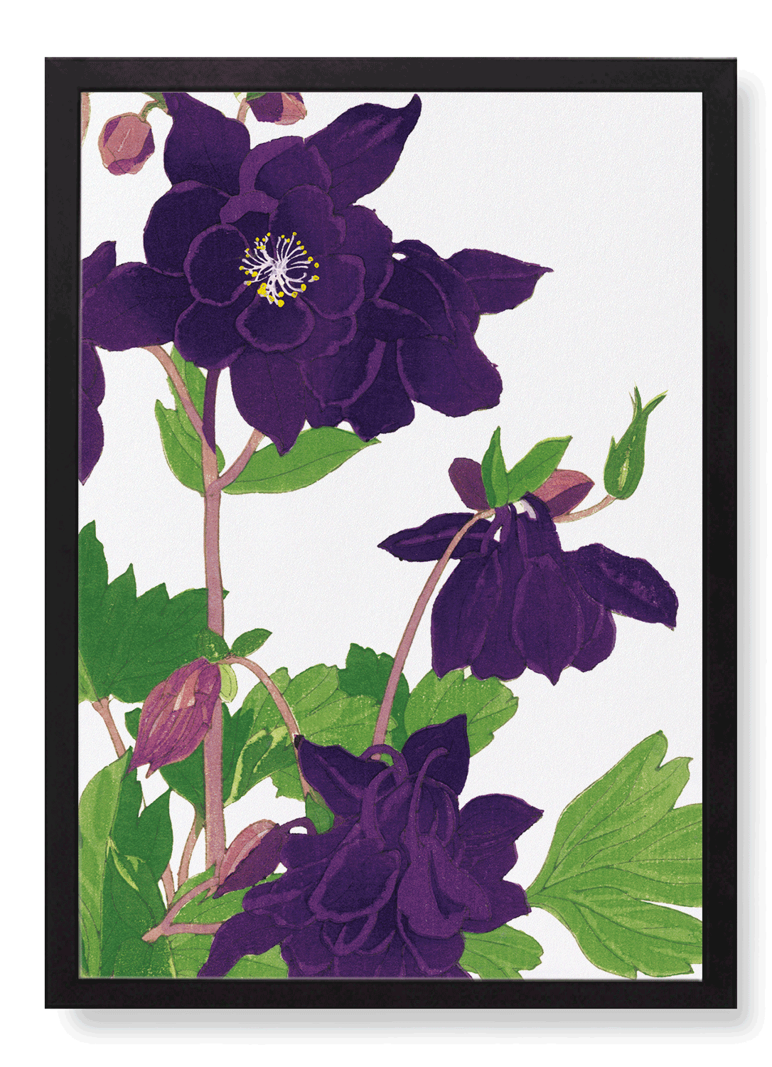 AQUILEGIA