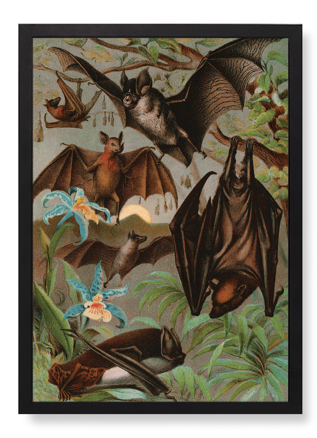 VARIOUS BATS (1880)