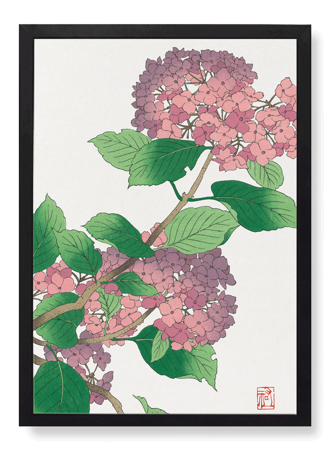 HYDRANGEA