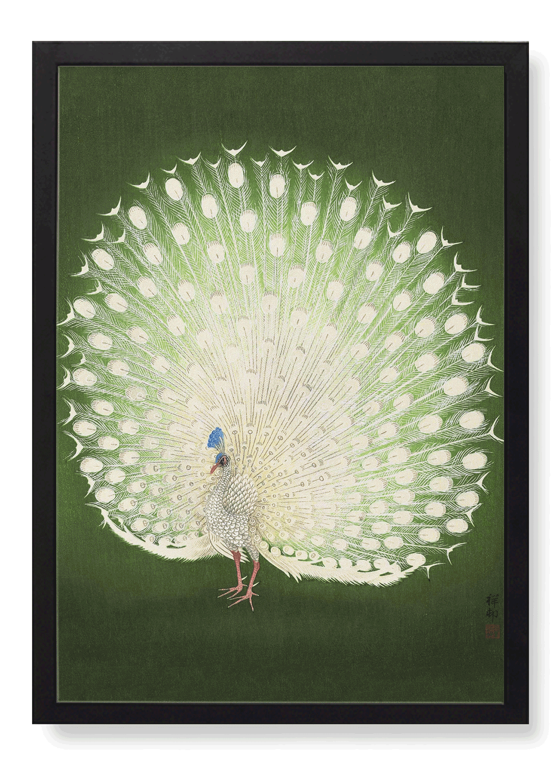 WHITE PEACOCK