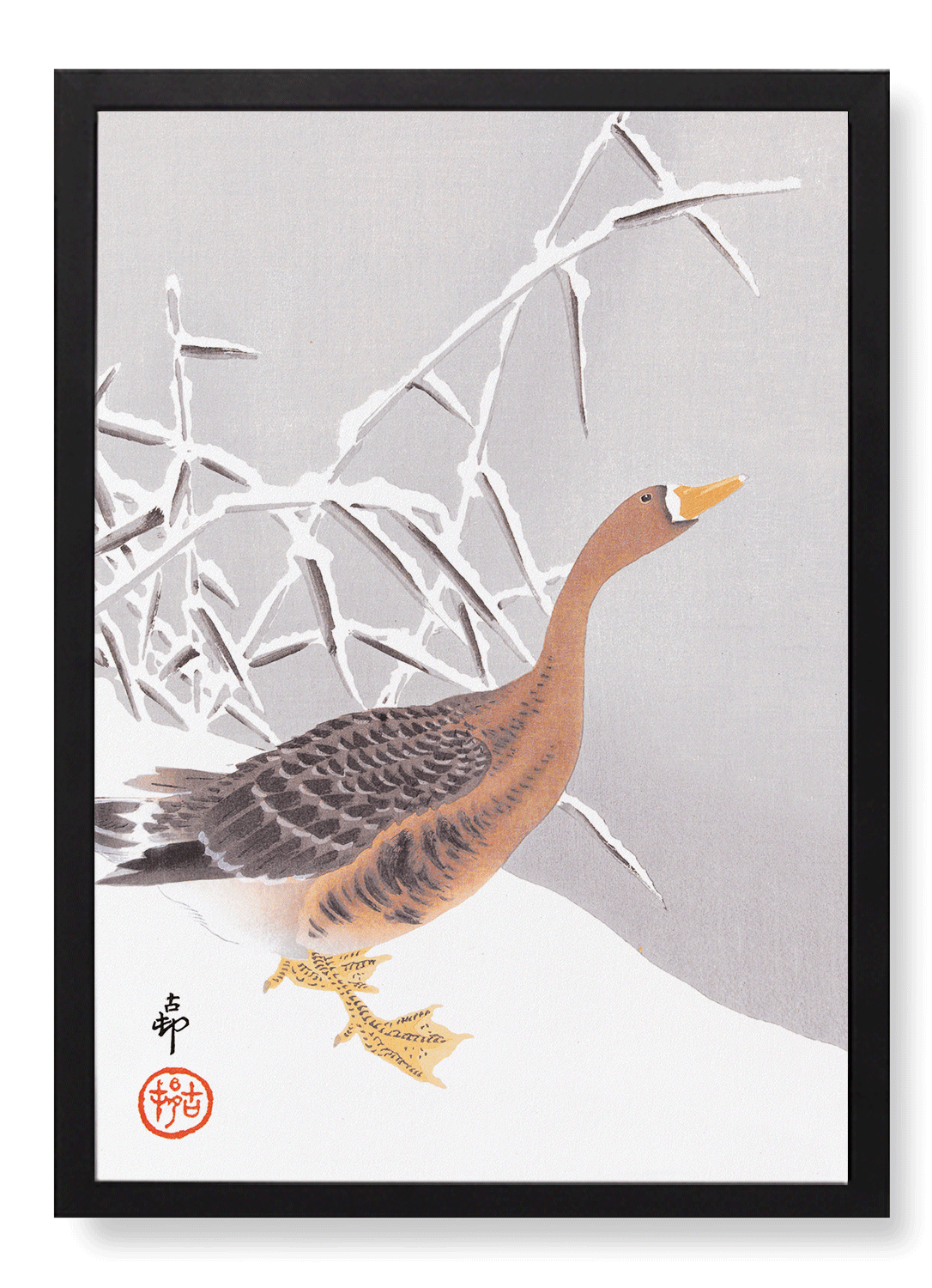 WHITE FRONTED GOOSE IN THE SNOW