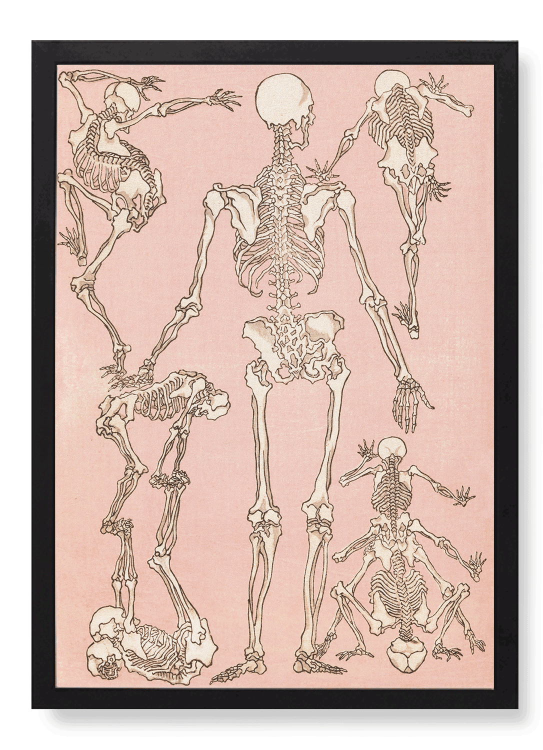STUDY OF SKELETONS BACK (1881)