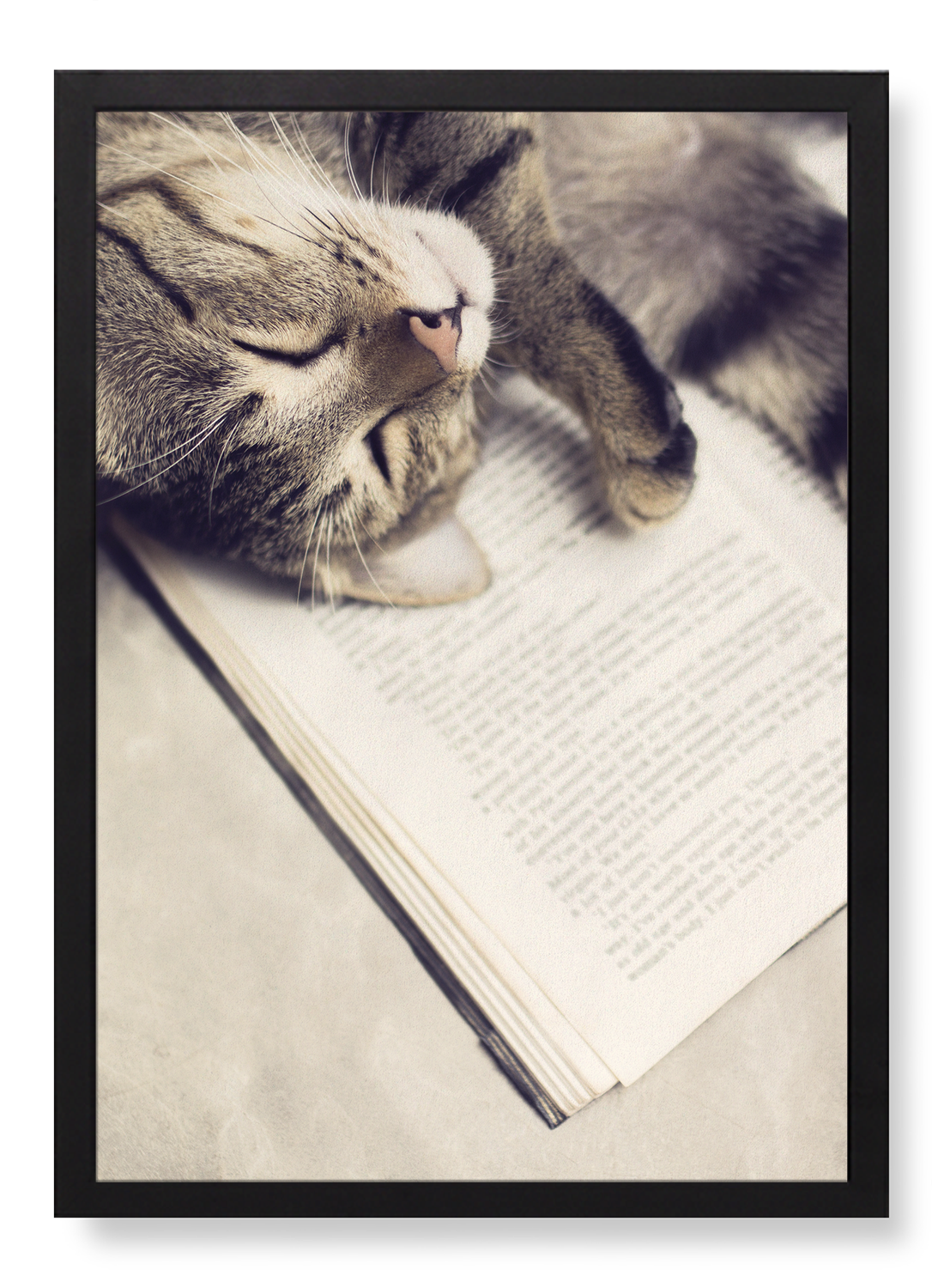 CAT AND BOOK